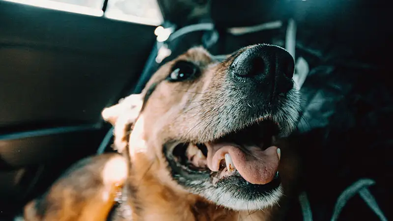 Viajar con animales