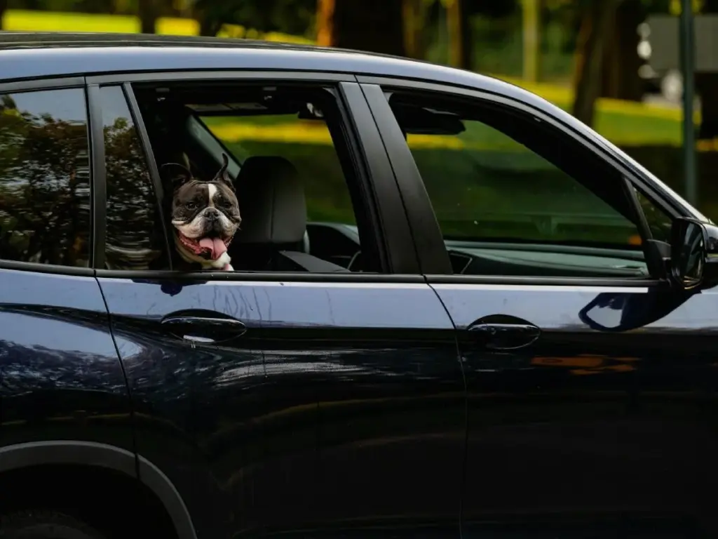 Viajar con mascotas y evitar alergias en el coche