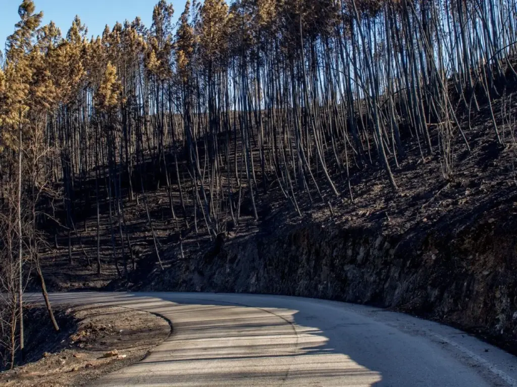 Carretera tras incendio